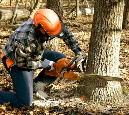 Tree Removal in Deanville, TX